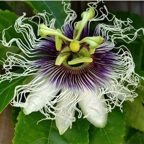 thumbnail for publication: Passion Fruit Problems in the Home Landscape